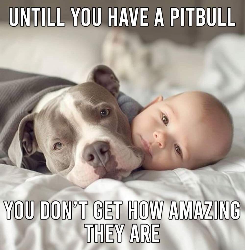 UNTILL YOU HAVE A PITBULL YOU DON'T GET HOW AMAZING THEY ARE
