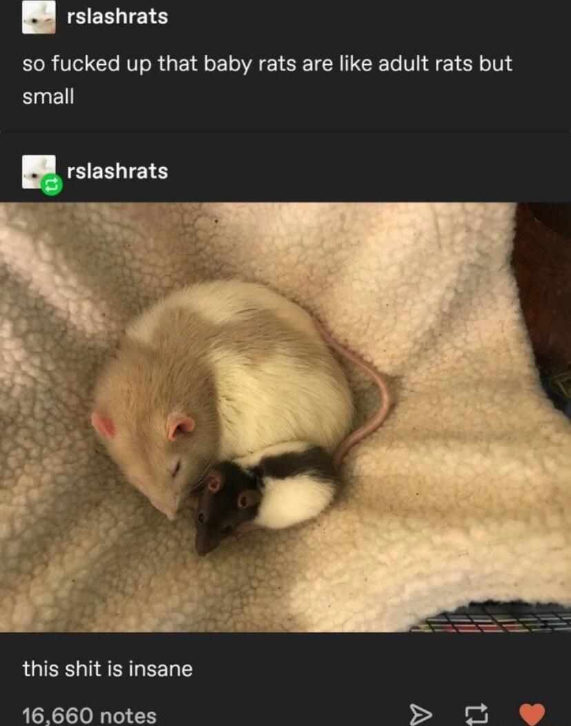 rslashrats so fucked up that baby rats are like adult rats but small E rslashrats this shit is insane 16660 notes e