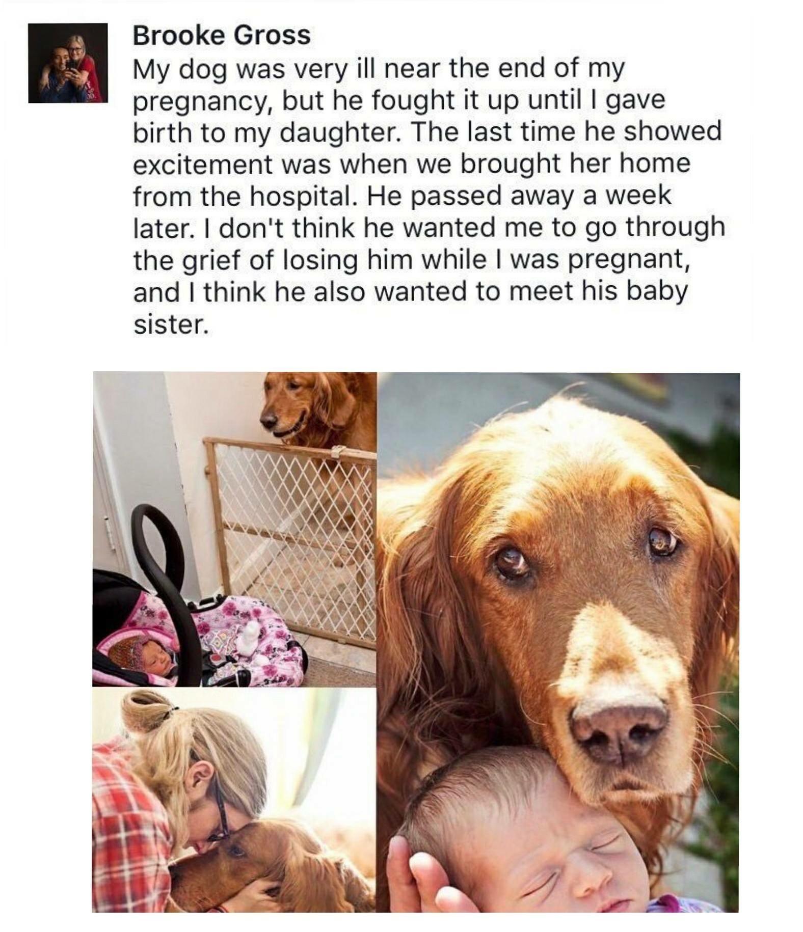 Brooke Gross My dog was very ill near the end of my pregnancy but he fought it up until gave birth to my daughter The last time he showed excitement was when we brought her home from the hospital He passed away a week later dont think he wanted me to go through the grief of losing him while was pregnant and think he also wanted to meet his baby sister