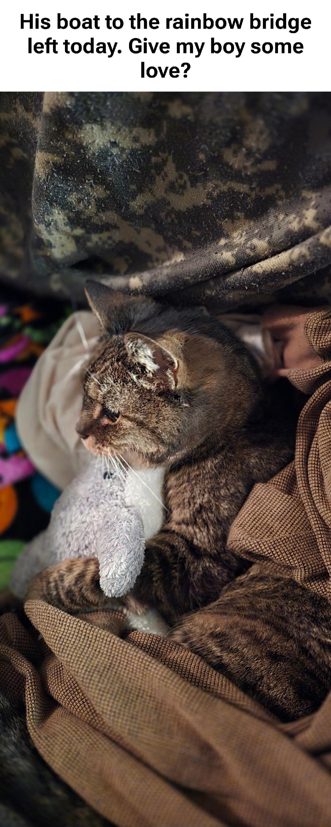 His boat to the rainbow bridge left today. Give my boy some love!