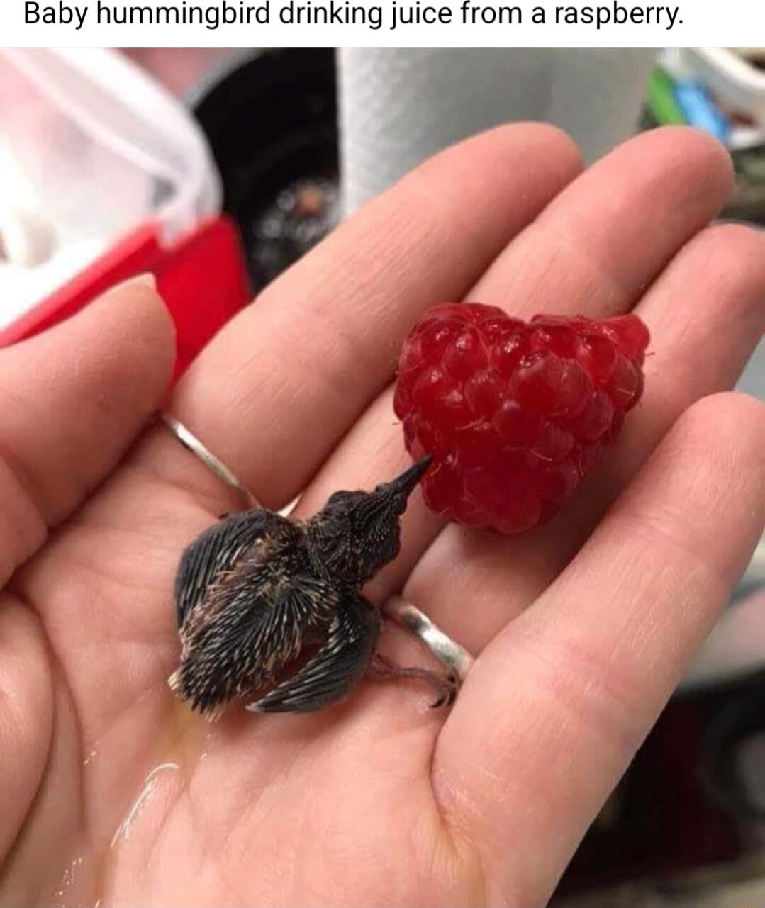 Baby hummingbird drinking juice from a raspberry