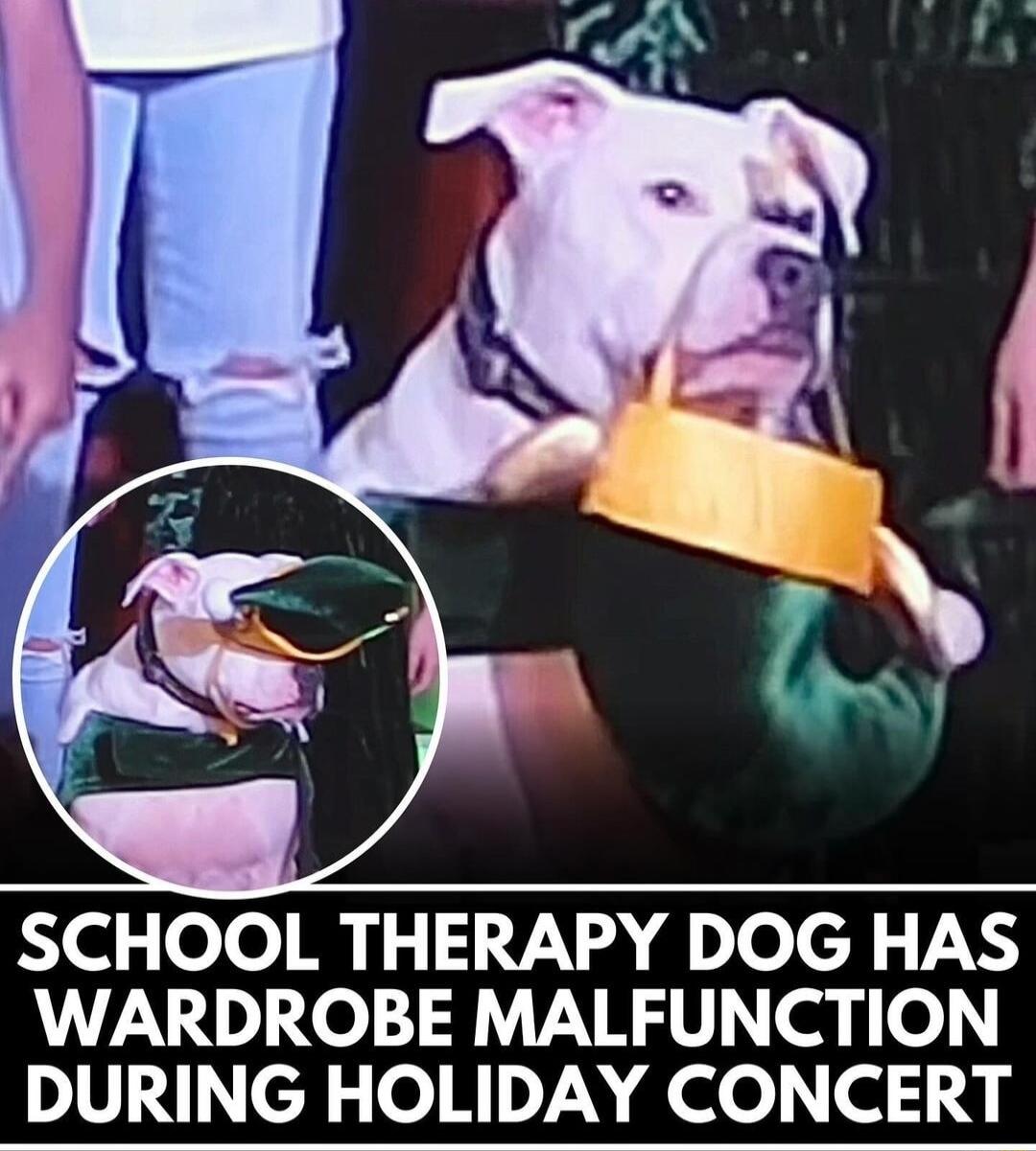 SCHOOL THERAPY DOG HAS WARDROBE MALFUNCTION DURING HOLIDAY CONCERT