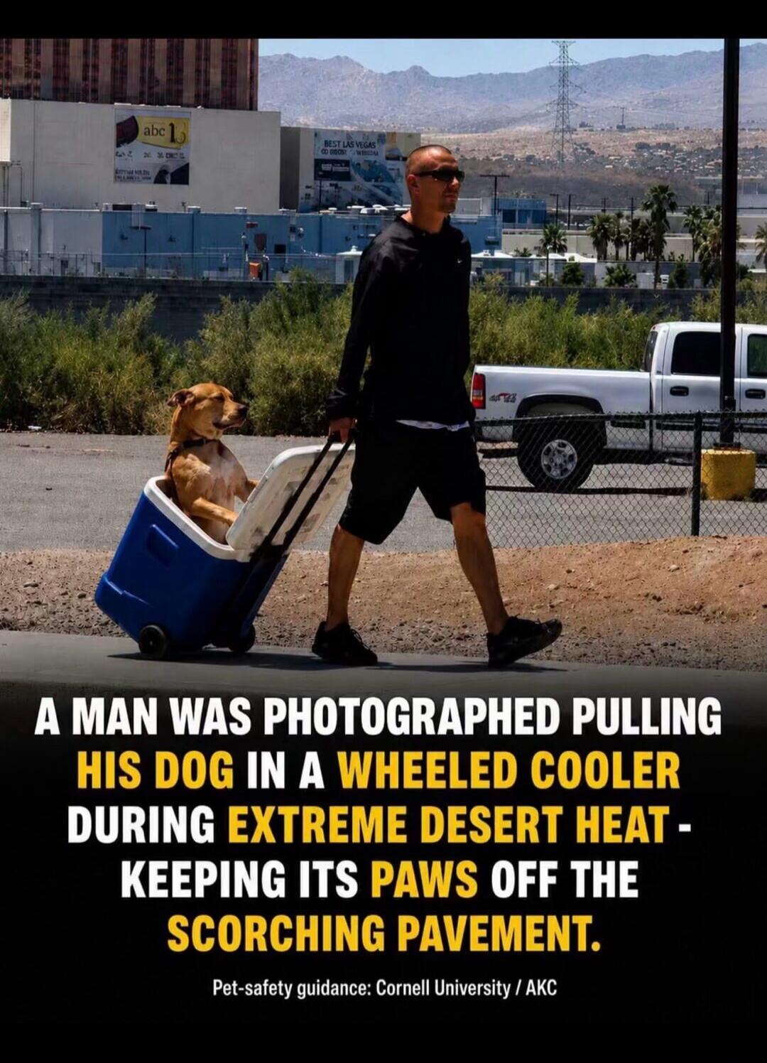 A MAN WAS PHOTOGRAPHED PULLING HIS DOG IN A WHEELED COOLER DURING EXTREME DESERT HEAT - KEEPING ITS PAWS OFF THE SCORCHING PAVEMENT. Pet-safety guidance: Cornell University / AKC