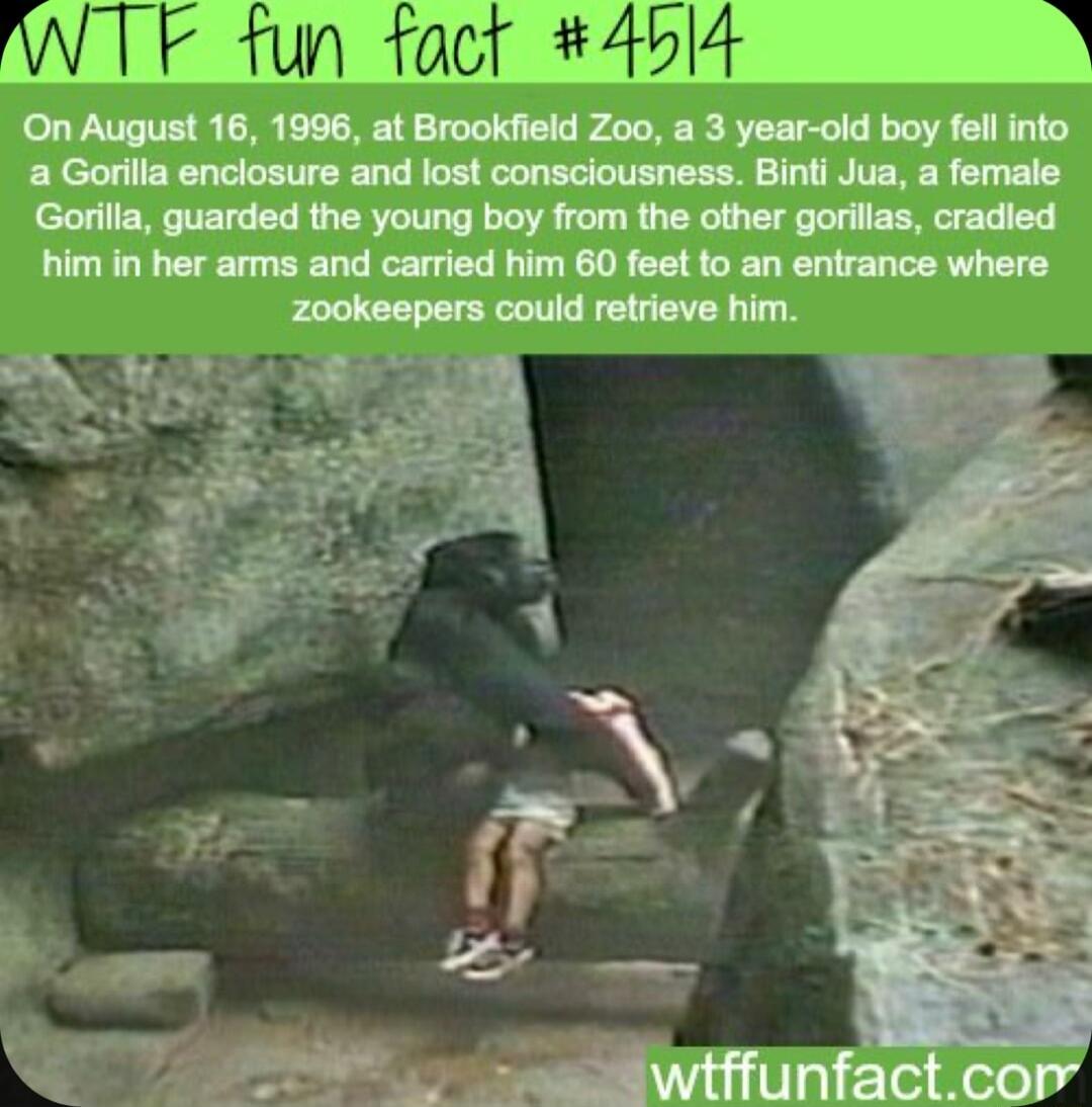 On August 16 1996 lwhl_huw a Gorilla enclosure and lost consciousness Binti Jua a female Gorilla guarded the young boy from the other gorillas cradied him in her arms and carried him 60 feet to an entrance where zookeepers could retrieve him