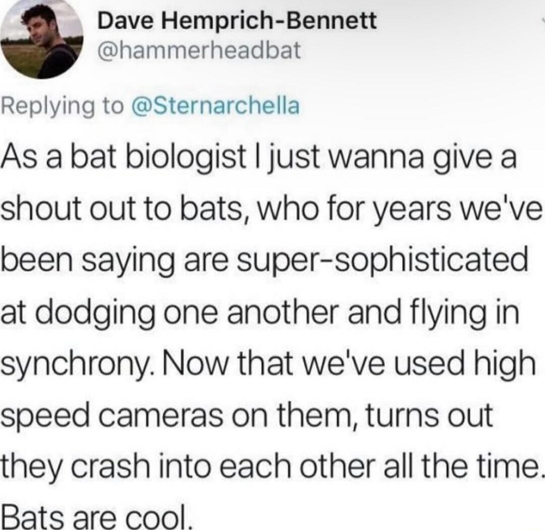 Dave Hemprich Bennett hammerheadbat Replying to Sternarchella As a bat biologist just wanna give a shout out to bats who for years weve been saying are super sophisticated at dodging one another and flying in synchrony Now that weve used high speed cameras on them turns out they crash into each other all the time Rats are cool