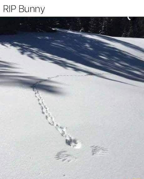 RIP Bunny