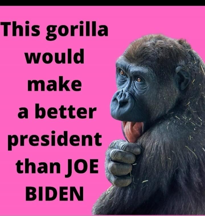 This gorilla would make a better president than JOE BIDEN