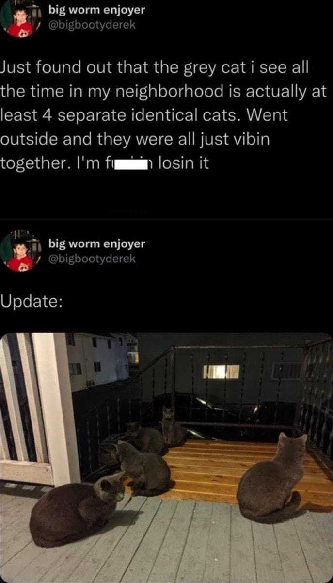 big worm enjoyer bigbootyderek Just found out that the grey cat i see all the time in my neighborhood is actually at least 4 separate identical cats Went NS LT e RGEVANEICEEN BVS QY1 together Im fumsimmn losin it ig worm enjoyer bigbootyderek Update