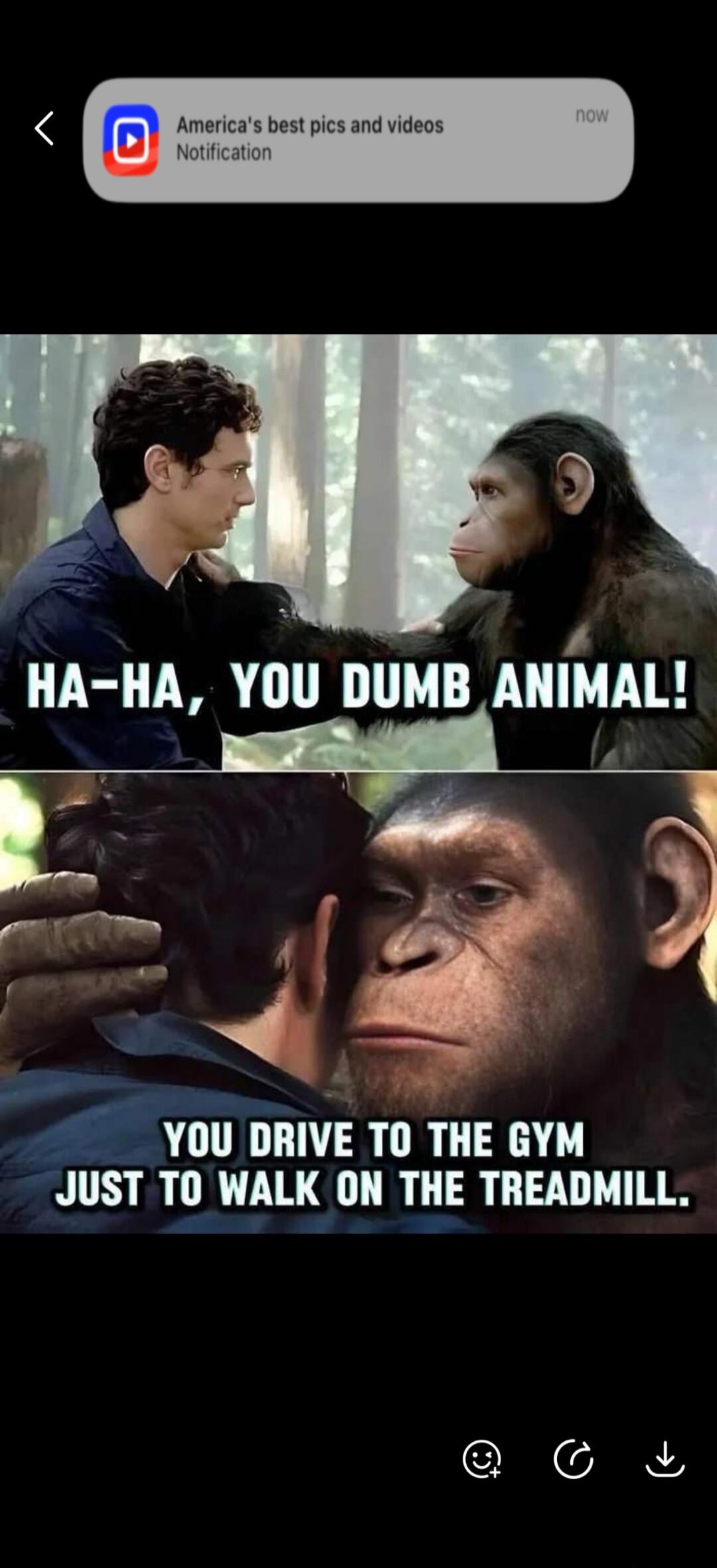America's best pics and videos Notification now HA-HA, YOU DUMB ANIMAL! YOU DRIVE TO THE GYM JUST TO WALK ON THE TREADMILL.