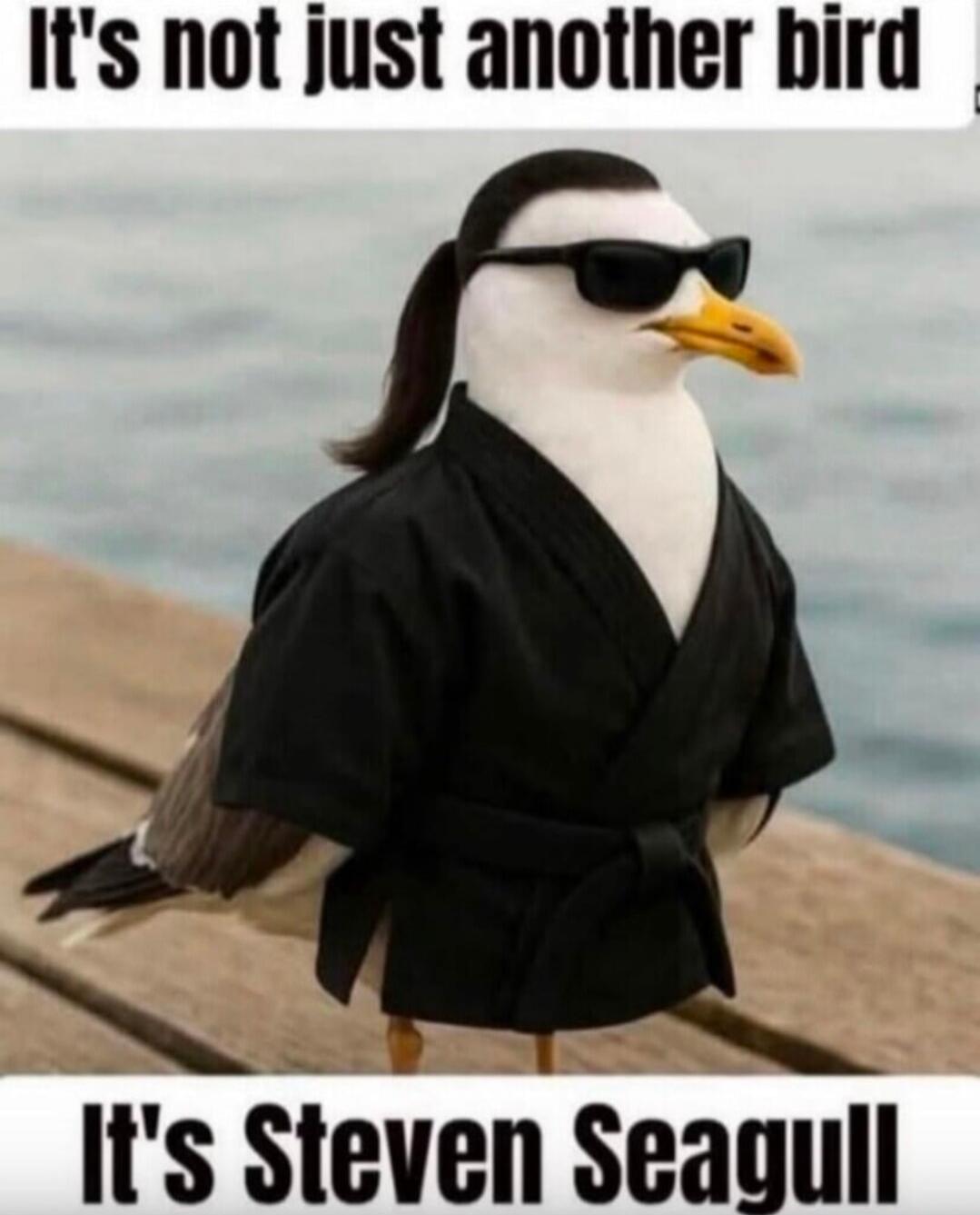 It's not just another bird
It's Steven Seagull