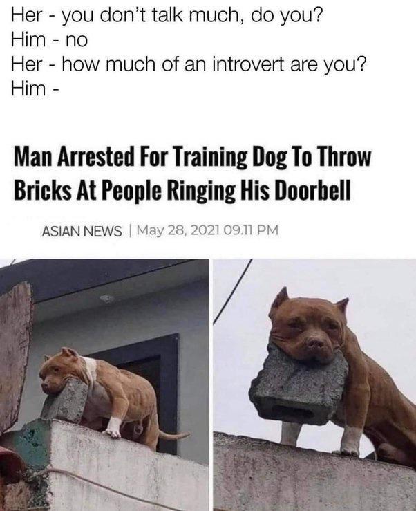 Her you dont talk much do you Him no Her how much of an introvert are you Him Man Arrested For Training Dog To Throw Bricks At People ngmg His Doorbell ASIAN NEWS y 210911 PM