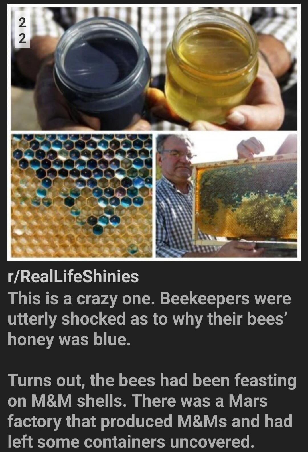 22 r/RealLifeShinies This is a crazy one. Beekeepers were utterly shocked as to why their bees' honey was blue. Turns out, the bees had been feasting on M&M shells. There was a Mars factory that produced M&Ms and had left some containers uncovered.