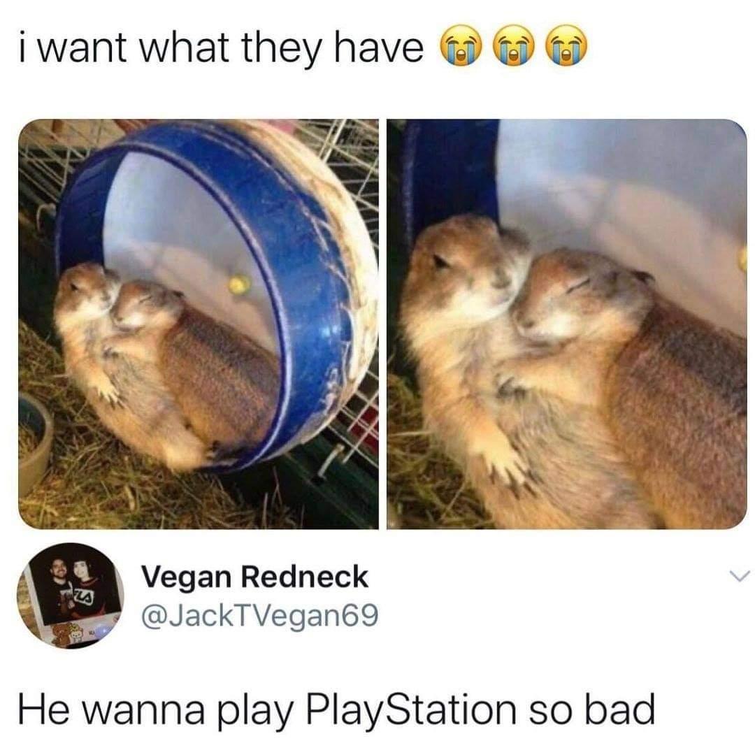 I want what they have Vegan Redneck JackTVegan69 He wanna play PlayStation so bad