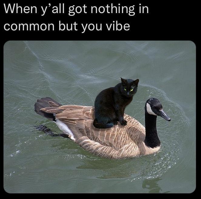 When yall got nothing in common but you vibe