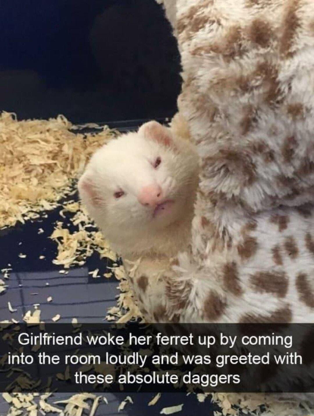 Girlfriend woke her ferret up by coming into the room loudly and was greeted with these absolute daggers