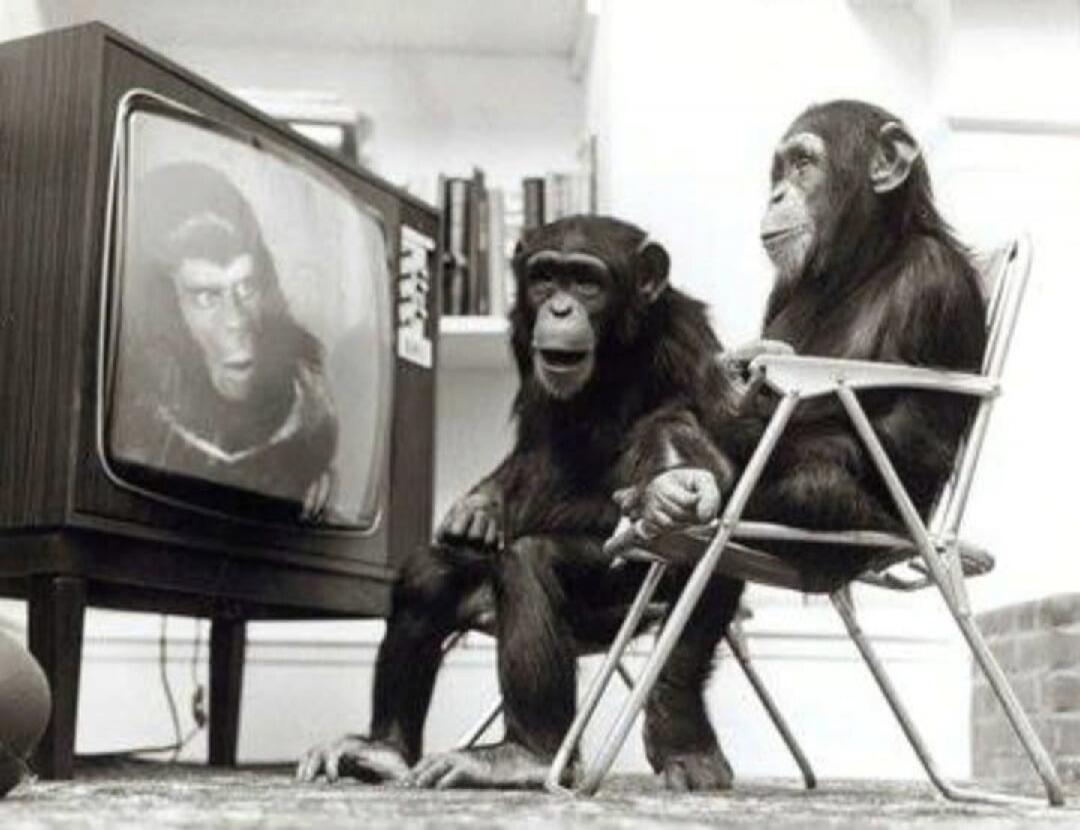 Two chimpanzees are watching an old television. On the screen, another ape is visible. One chimpanzee is sitting on a chair, the other is on the floor, both seemingly engrossed in the TV.