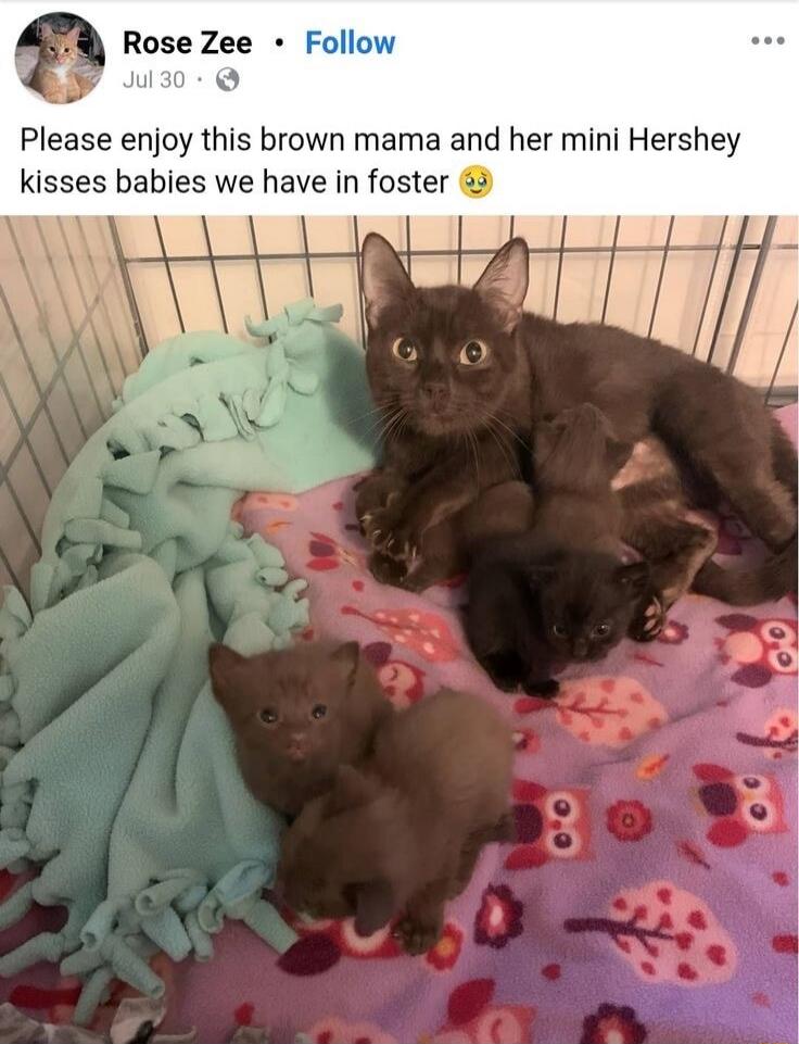 Please enjoy this brown mama and her mini Hershey kisses babies we have in foster 😢