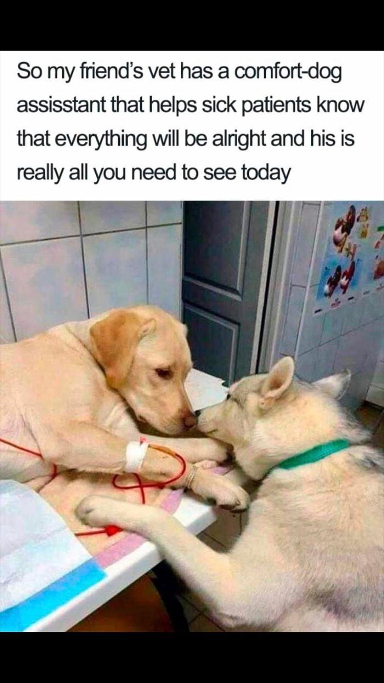 So my friends vet has a comfort dog assisstant that helps sick patients know that everything will be alright and his is really all you need to see today