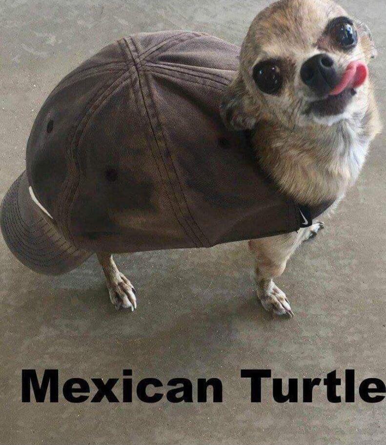 Mexican Turtle