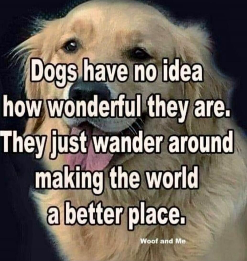 Dogs have no idea how wonderful they are. They just wander around making the world a better place.