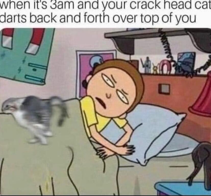 wnen Its oam and your Crack nead cat darts back and forth over top of you