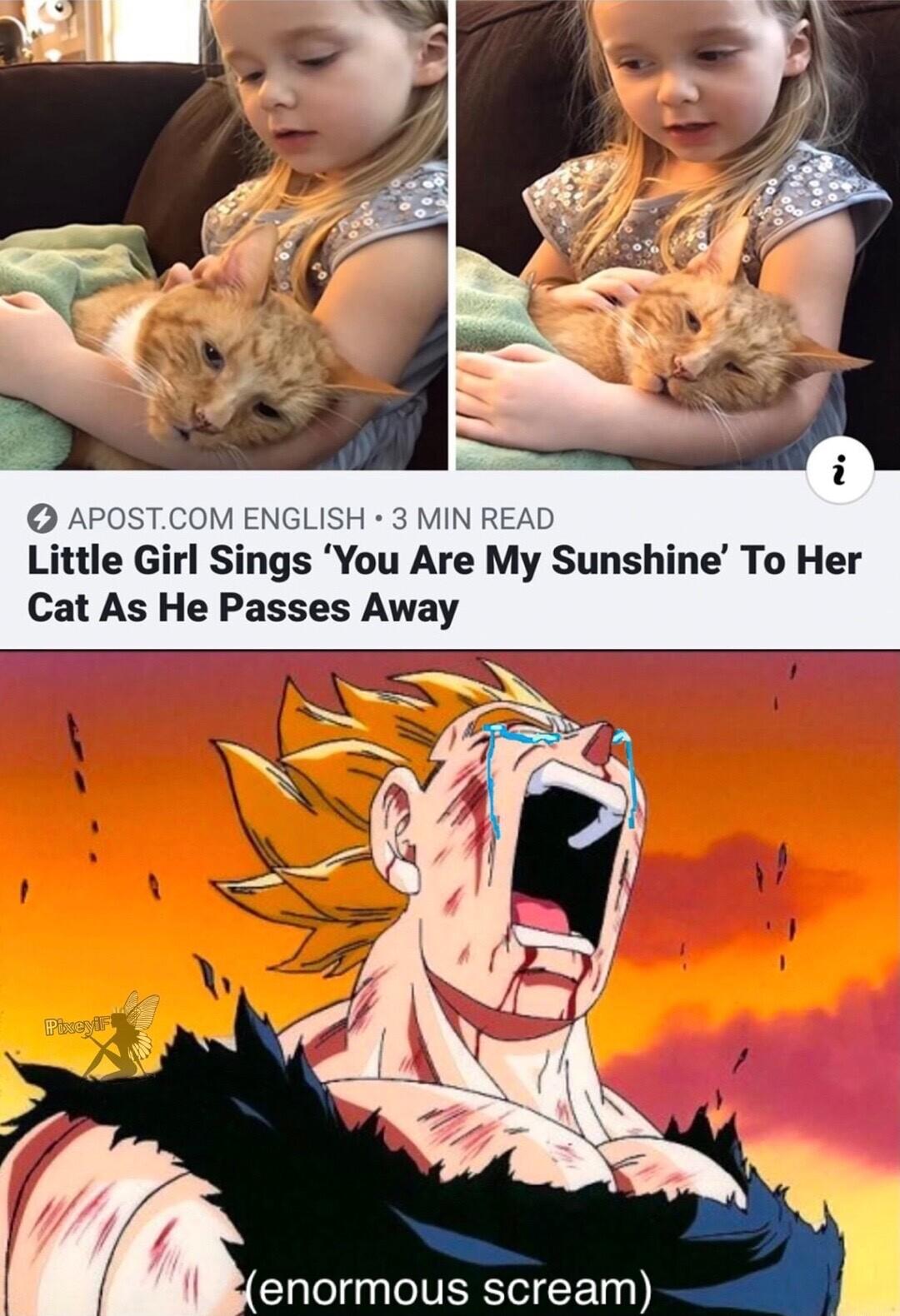 APOSTCOM ENGLISH 3 MIN READ Little Girl Sings You Are My Sunshine To Her Cat As He Passes Away