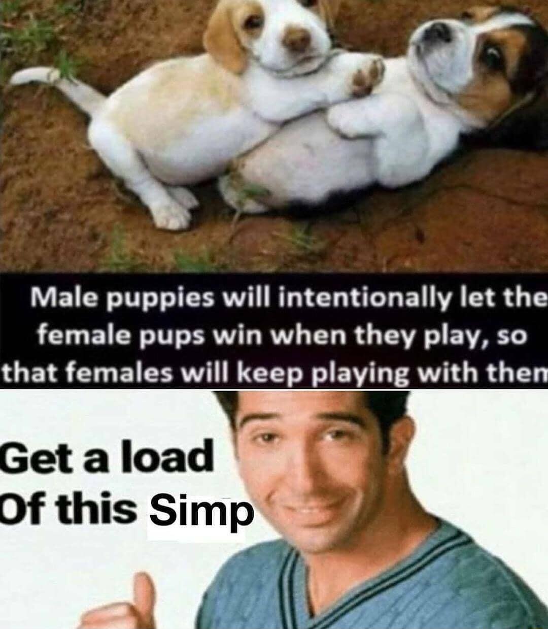 Male puppies will intentionally let the female pups win when they play so that females will keep playing with then