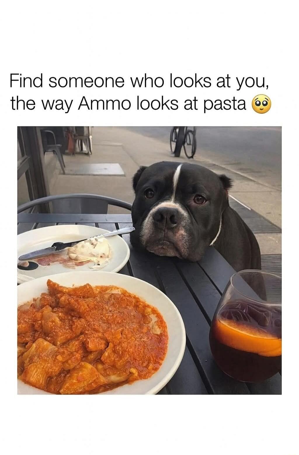 Find someone who looks at you, the way Ammo looks at pasta