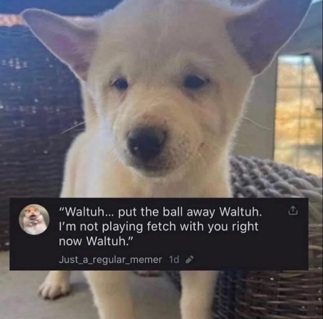 Waltuh put the ball away Waltuh Im not playing fetch with you right now Waltuh Just_a_regular_memer 1d