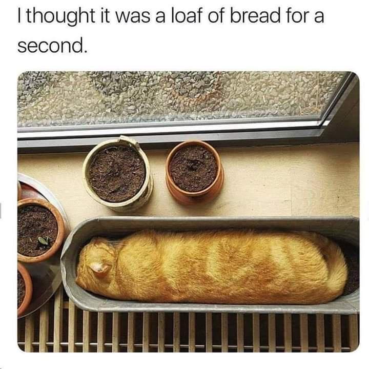 I thought it was a loaf of bread for a second