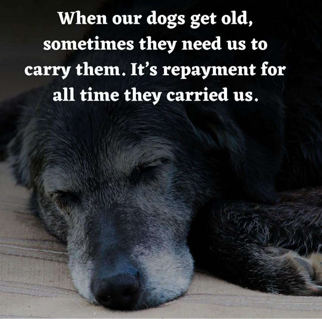 When our dogs get old, sometimes they need us to carry them. It’s repayment for all time they carried us.