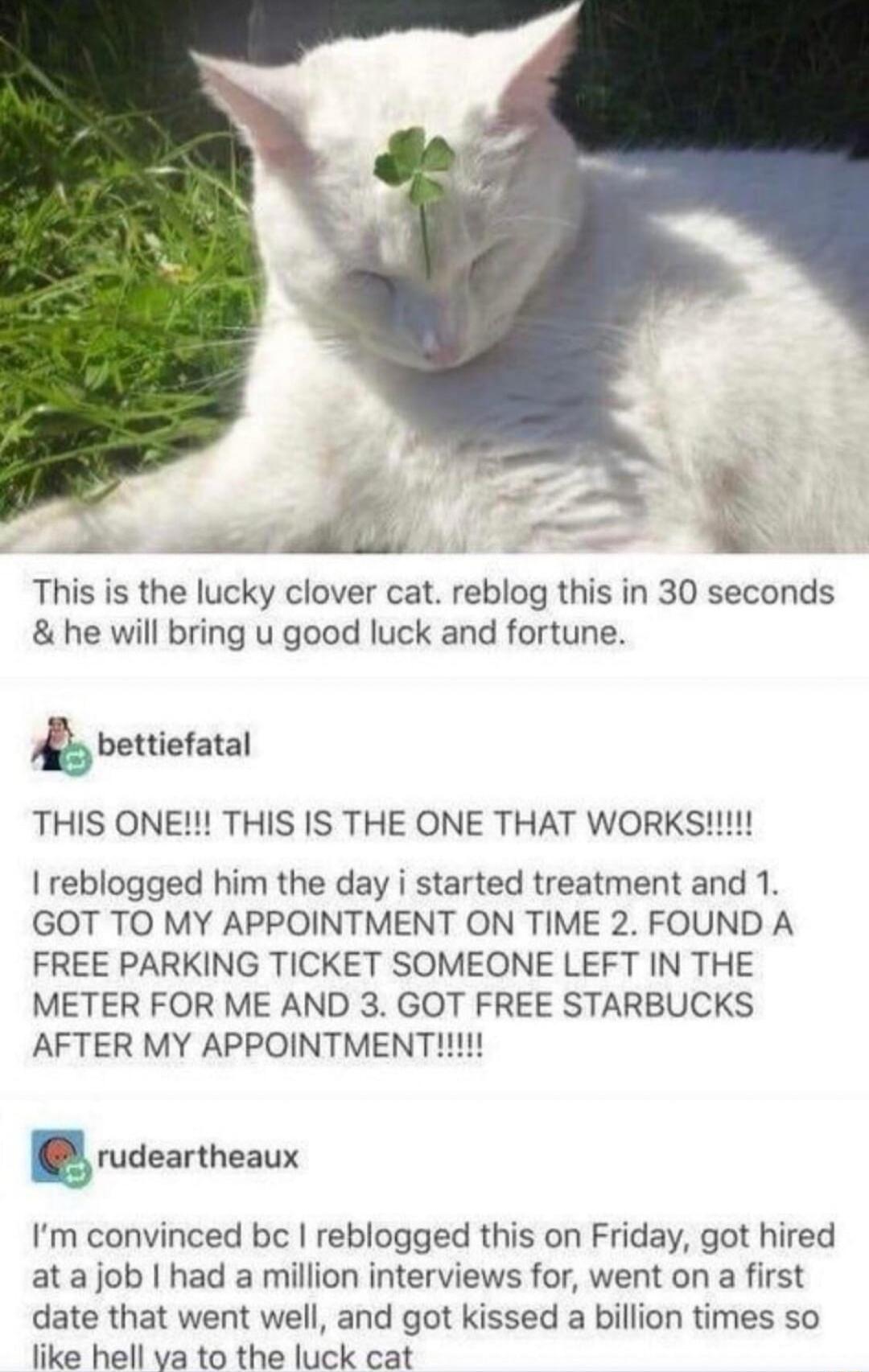 R This is the lucky clover cat reblog this in 30 seconds he will bring u good luck and fortune A bettiefatal reblogged him the day i started treatment and 1 GOT TO MY APPOINTMENT ON TIME 2 FOUND A FREE PARKING TICKET SOMEONE LEFT IN THE METER FOR ME AND 3 GOT FREE STARBUCKS AFTER MY APPOINTMENT rudeartheaux Im convinced b reblogged this on Friday got hired atajob had a million interviews for went 