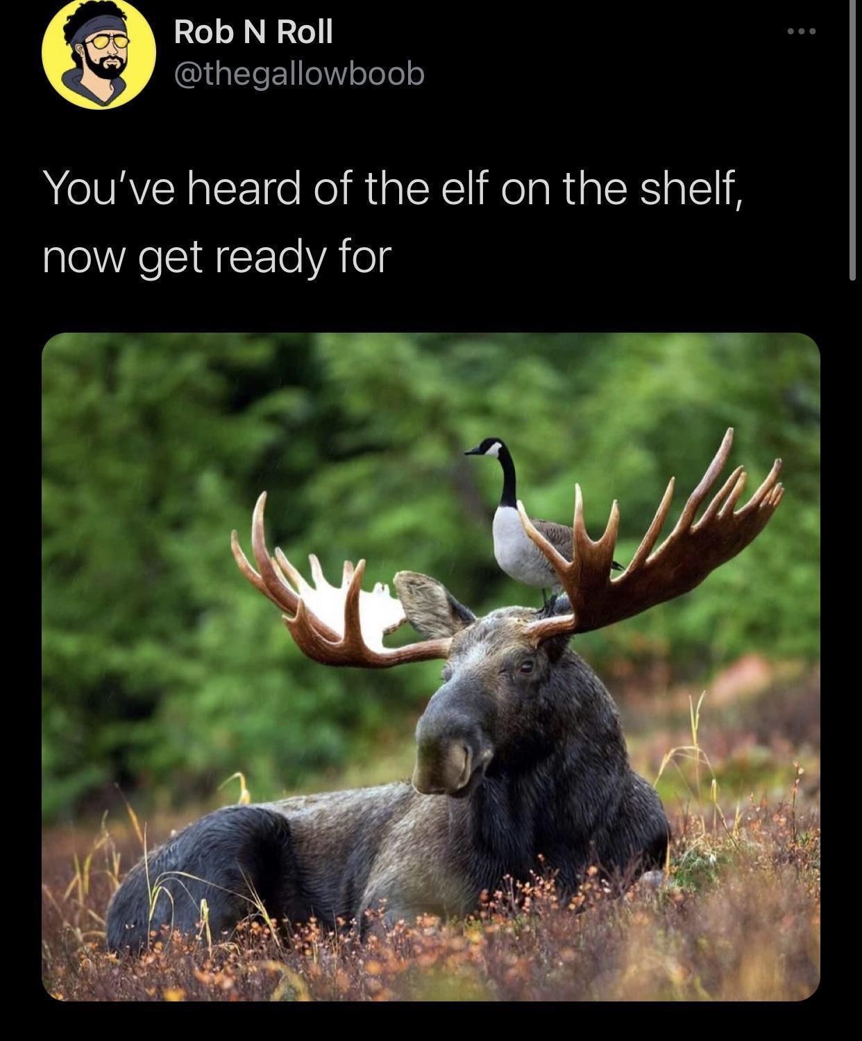 Rob N Roll thegallowboob Youve heard of the elf on the shelf now get ready for 639 AM 121120 Twitter for iPhone