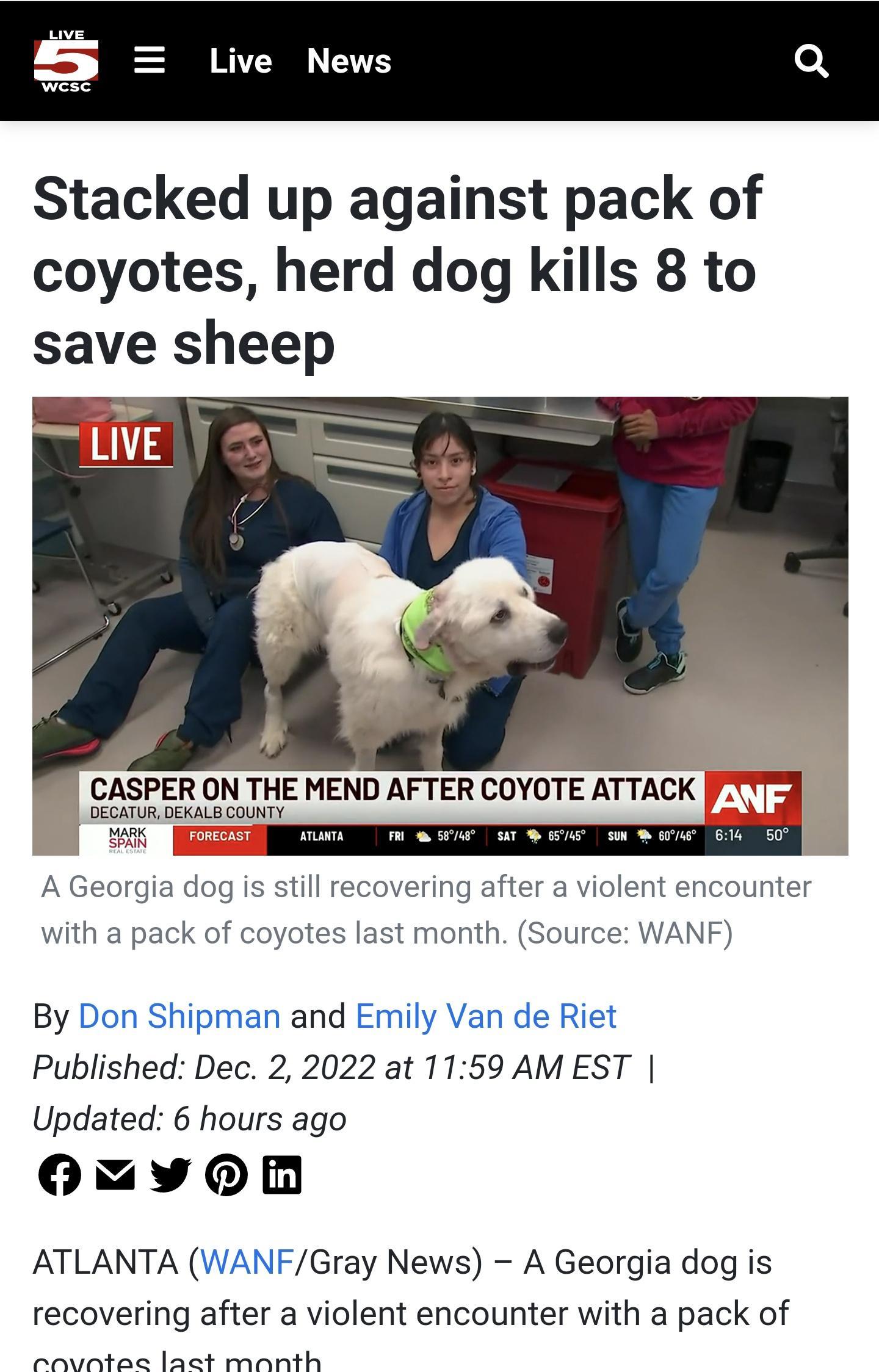 Stacked up against pack of coyotes herd dog kills 8 to save sheep EfgglE MEND AFTER COYOTE ATTACK A Georgia dog is still recovering after a violent encounter with a pack of coyotes last month Source WANF By Don Shipman and Emily Van de Riet Published Dec 2 2022 at 1159 AM EST Updated 6 hours ago oYM ATLANTA WANFGray News A Georgia dog is recovering after a violent encounter with a pack of L s