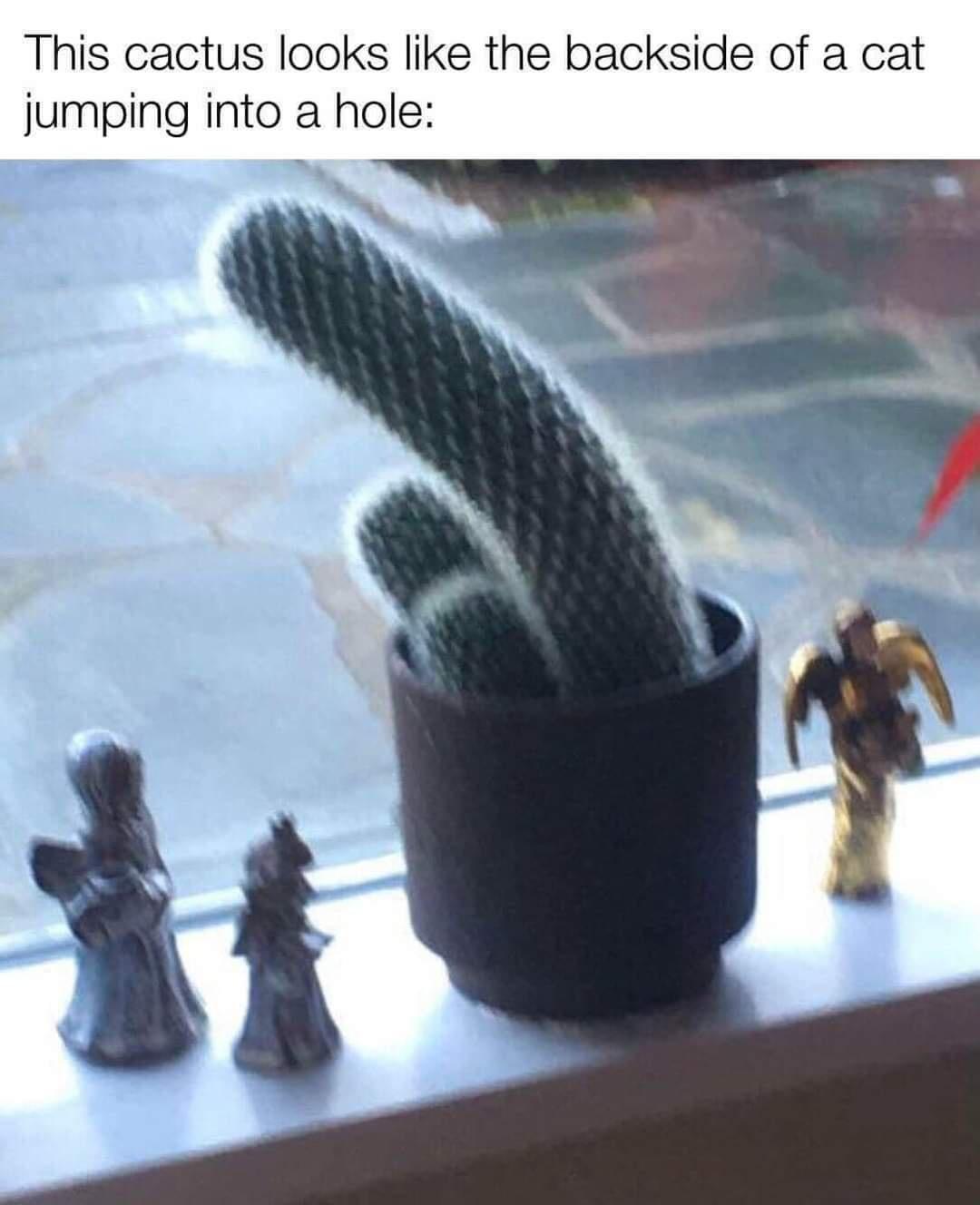This cactus looks like the backside of a cat jumping into a hole