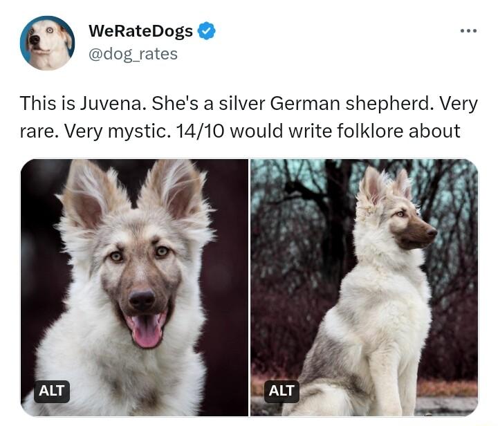 WeRateDogs dog rates This is Juvena Shes a silver German shepherd Very rare Very mystic 1410 would write folklore about