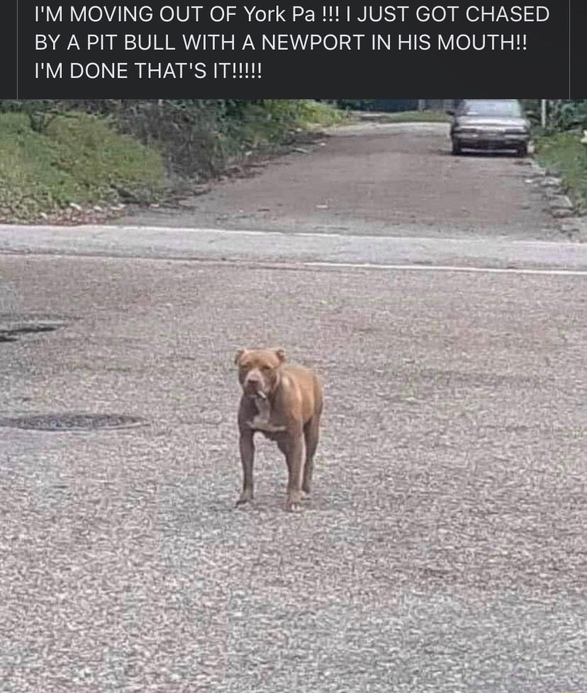 LAY o cXelV Weloh I R CRININIVE felo ol TN 1 BY A PIT BULL WITH A NEWPORT IN HIS MOUTH IM DONE THATS IT