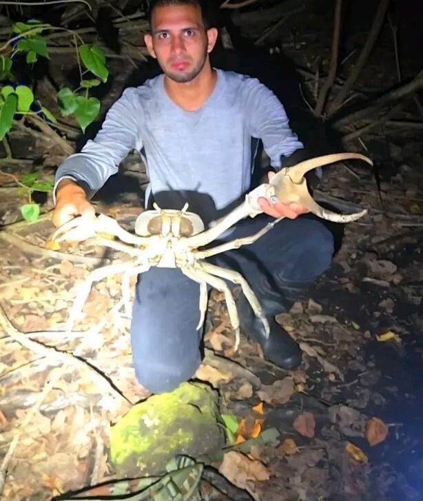 A man kneels on the forest floor at night, holding a large spider crab with long legs and prominent claws.