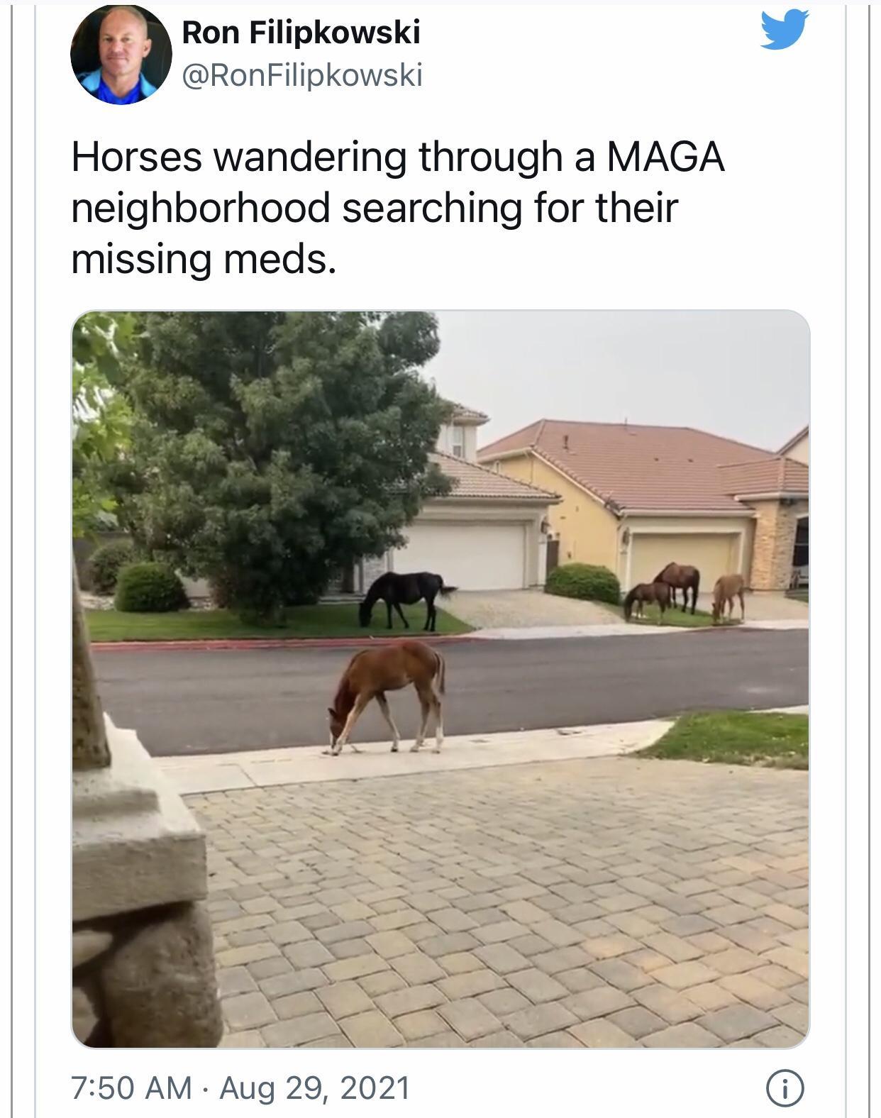 Ron Filipkowski L 4 RonFilipkowski Horses wandering through a MAGA neighborhood searching for their missing meds 750 AM Aug 29 2021