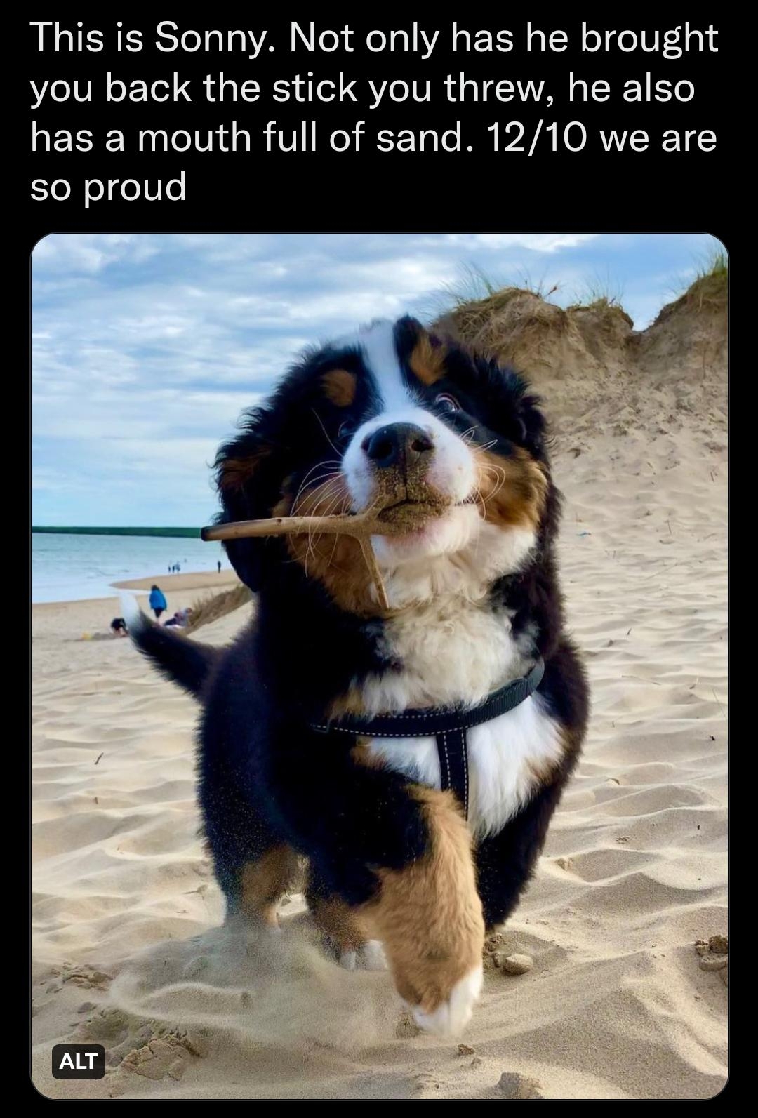 Q WeRateDogs This is Sonny Not only has he brought you back the stick you threw he also has a mouth full of sand 1210 we are so proud