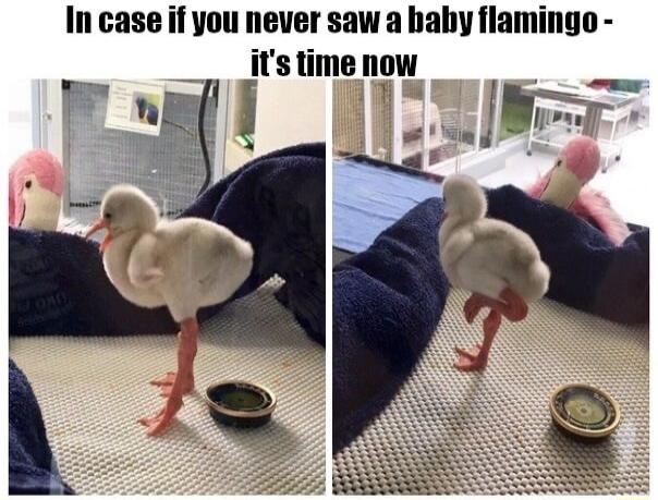 In case if you never saw a haby flamingo _itstime now