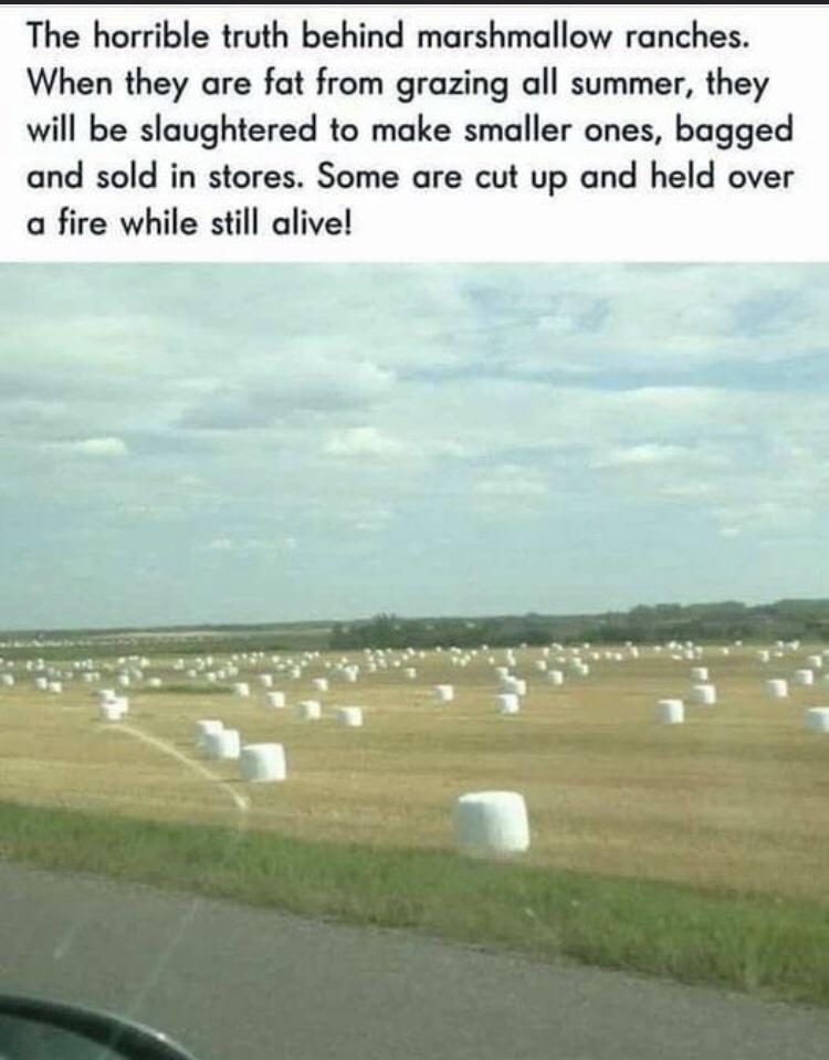 The horrible truth behind marshmallow ranches When they are fat from grazing all summer they will be slaughtered to make smaller ones bagged and sold in stores Some are cut up and held over a fire while still alive
