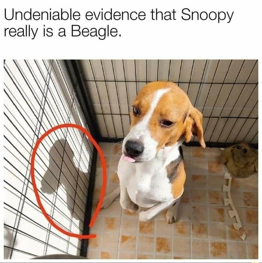 Undeniable evidence that Snoopy really is a Beagle