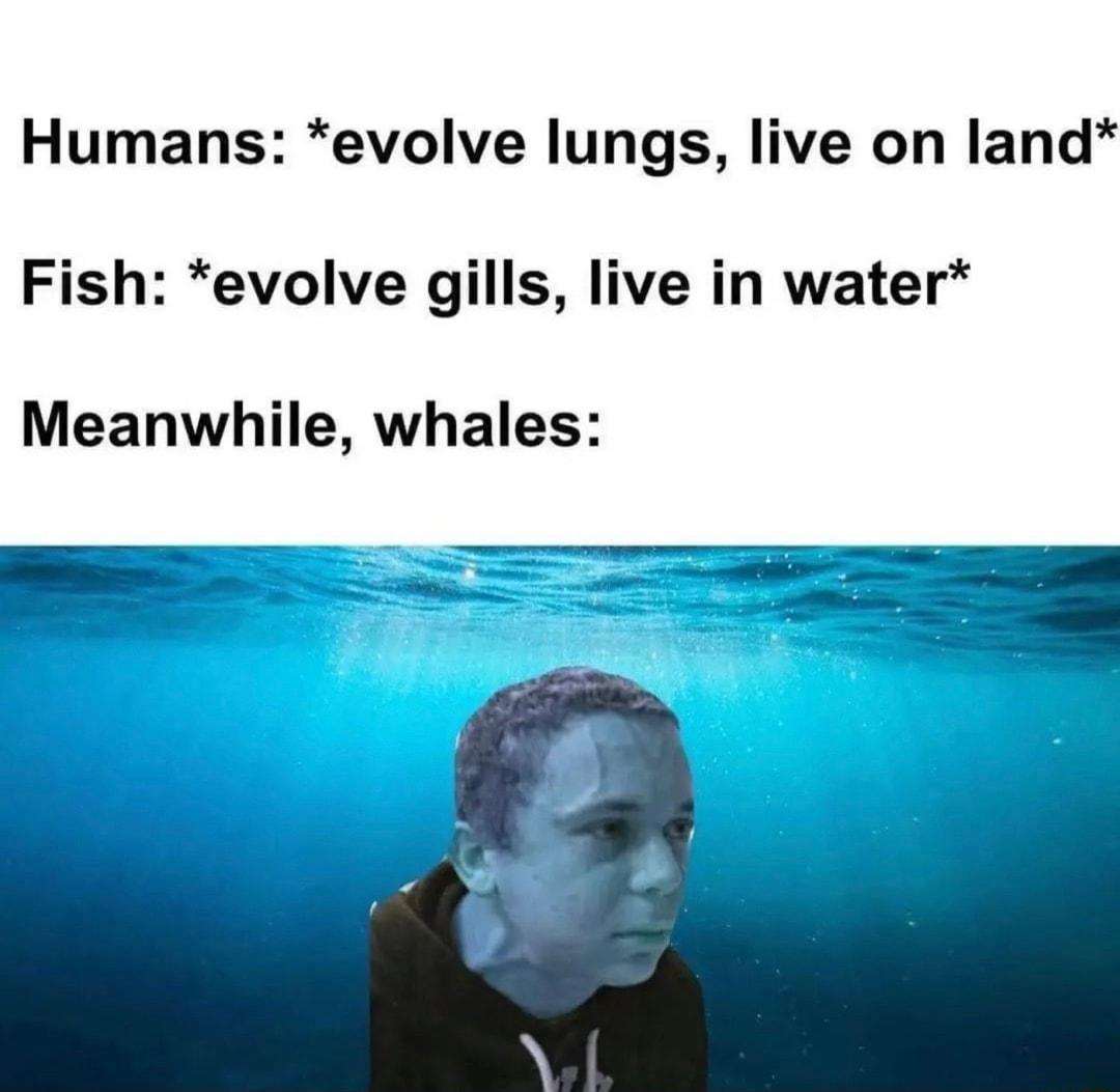 Humans evolve lungs live on land Fish evolve gills live in water Meanwhile whales