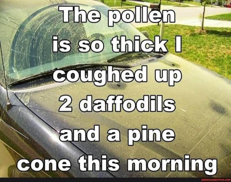 The pollen is so thick I coughed up 2 daffodils and a pine cone this morning