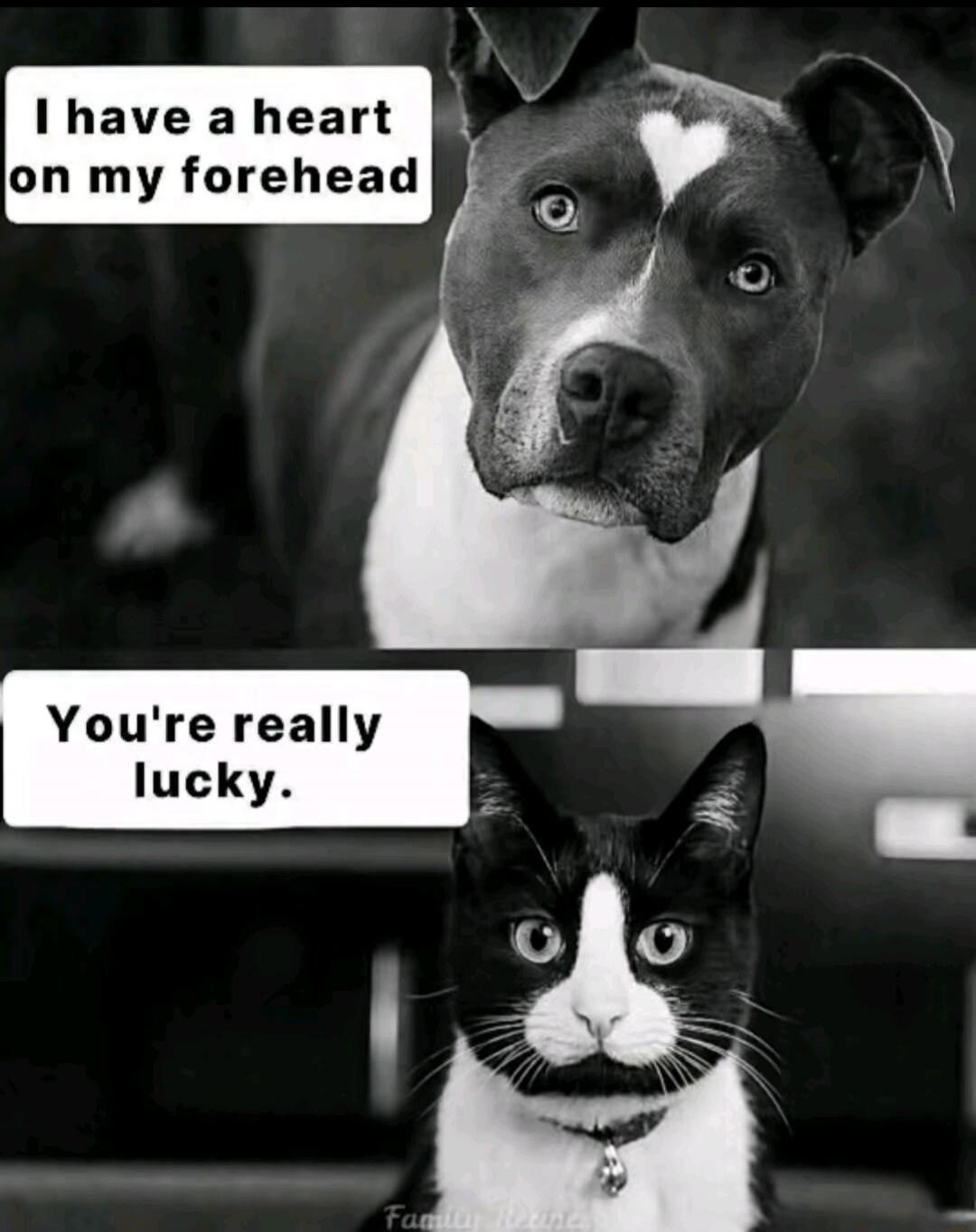 I have a heart on my forehead
You're really lucky.