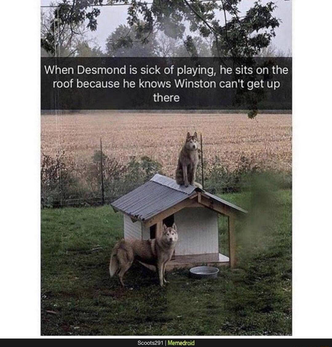e N When Desmond is sick of playing he sits on the roof because he knows Winston cant get up there