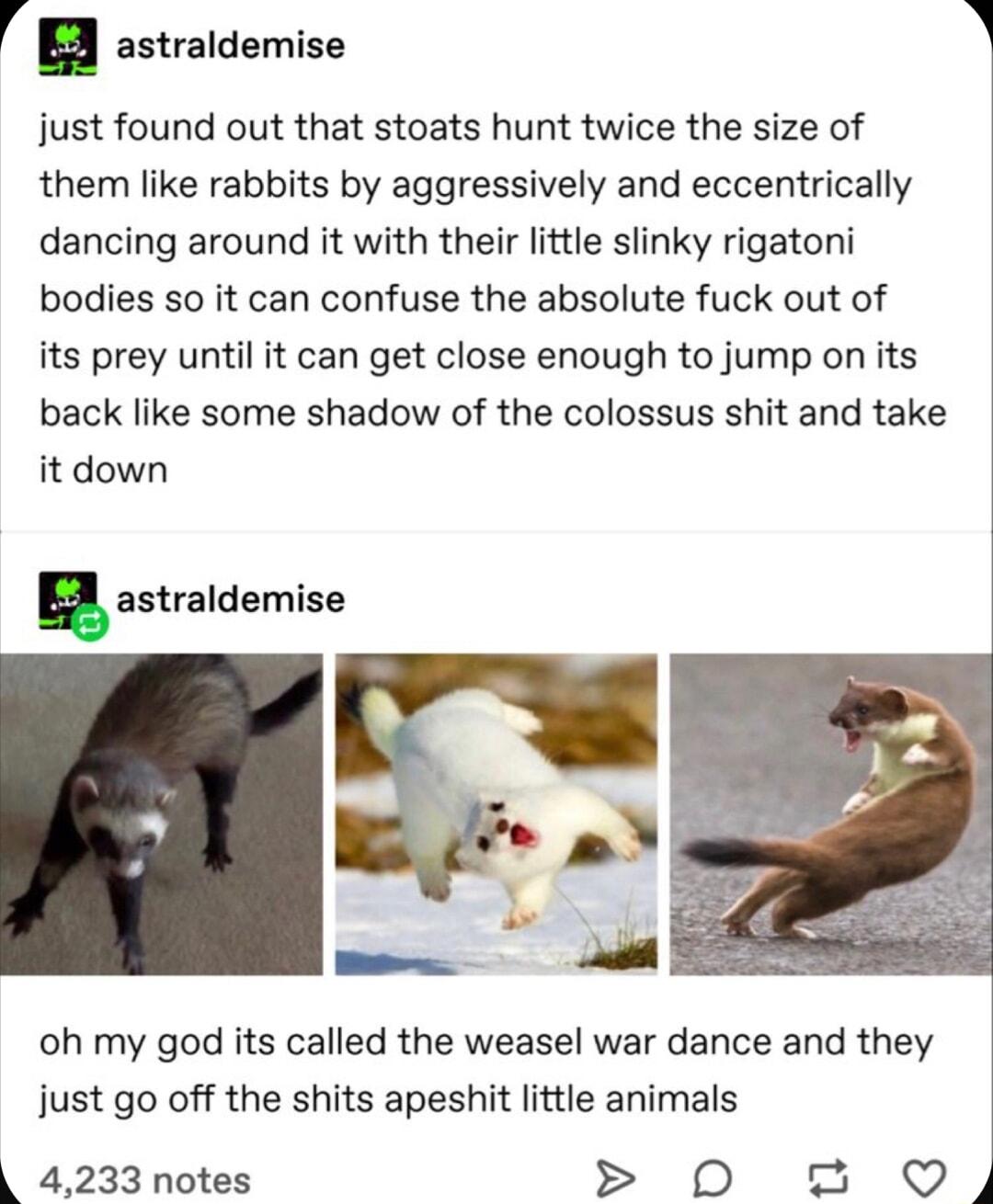 rg astraldemise just found out that stoats hunt twice the size of them like rabbits by aggressively and eccentrically dancing around it with their little slinky rigatoni bodies so it can confuse the absolute fuck out of its prey until it can get close enough to jump on its back like some shadow of the colossus shit and take it down A astraldemise oh my god its called the weasel war dance and they 
