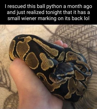 EESCTELR QIR EL NG R e G RETe o and just realized tonight that it has a small wiener marking on its back lol