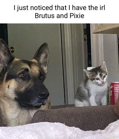 just noticed that have the irl Brutus and Pixie
